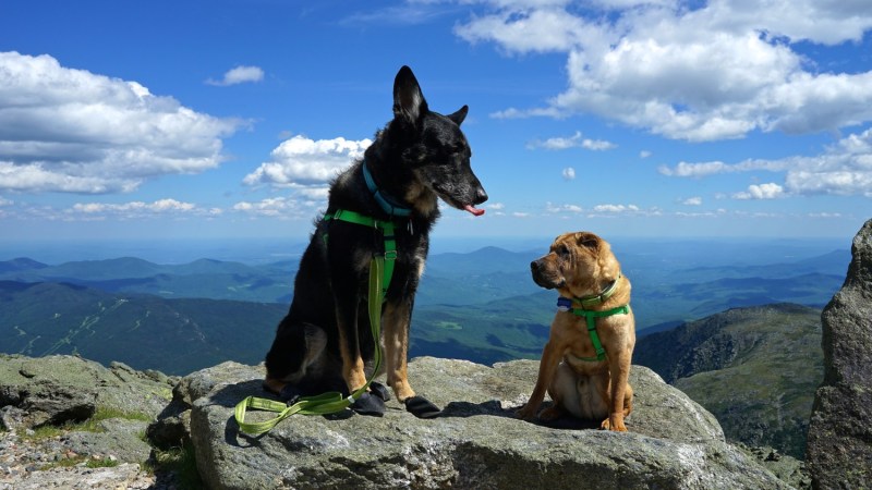 Best Dog Friendly Vacations Southeast