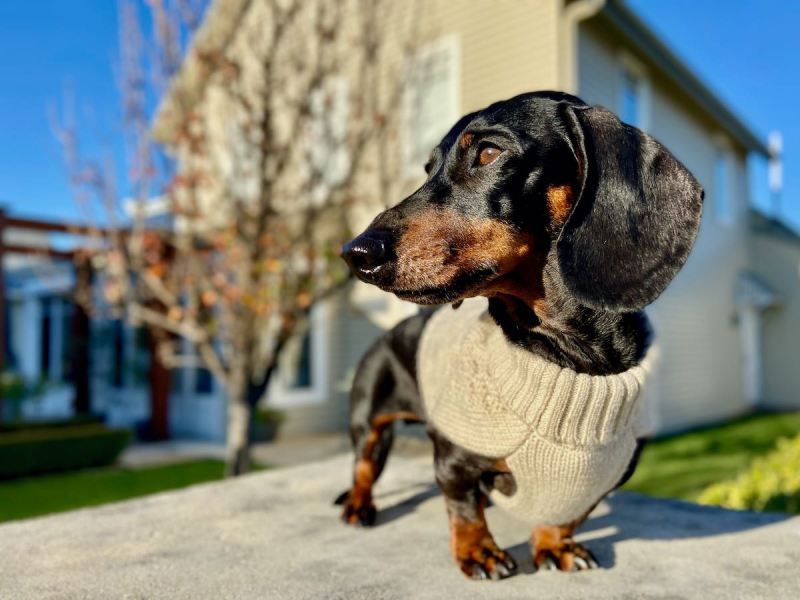 Best Dog Friendly Winery Near Me