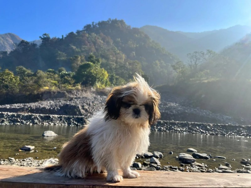 Best Pet Friendly Resorts In Rishikesh