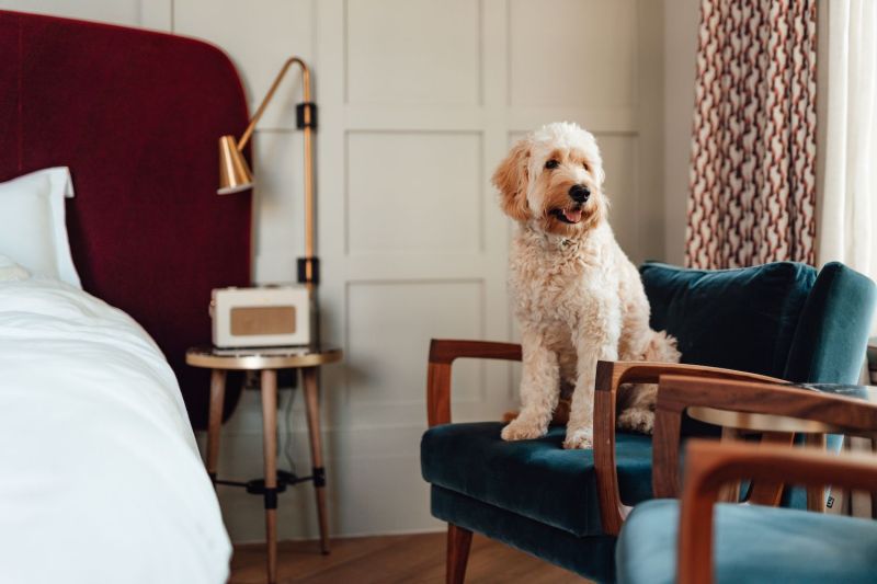 Best Pet Friendly Vacations East Coast