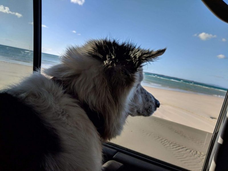 Day Trips With Dogs Melbourne