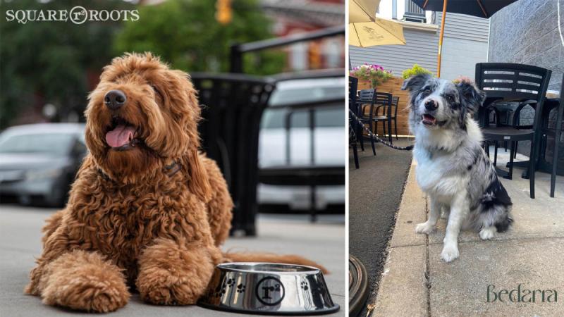 Dog Friendly Bars And Restaurants Near Me