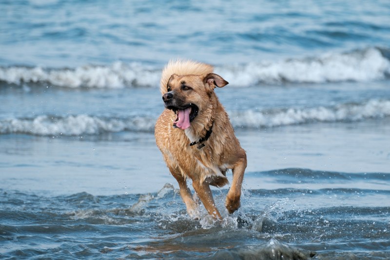 Dog Friendly Beaches East Coast Usa