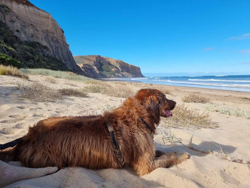 Dog Friendly Beaches East Coast