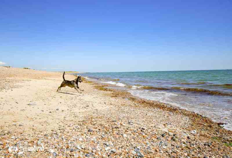 Dog Friendly Beaches East Sussex