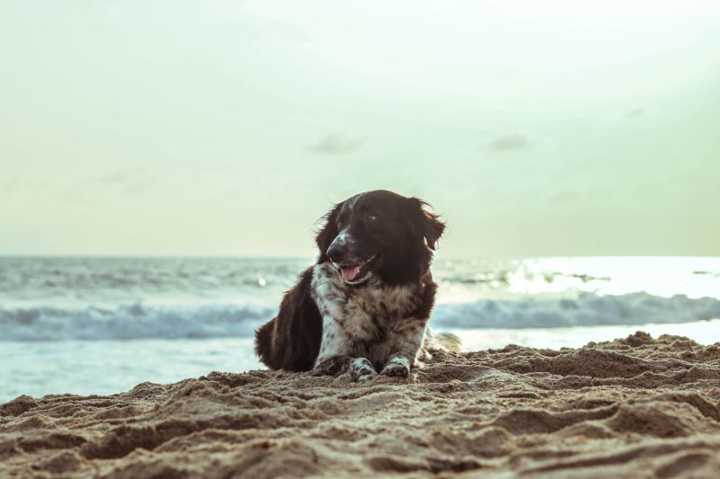 Dog Friendly Beaches On East Coast Of Florida