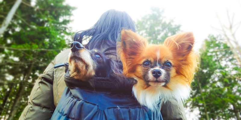 Dog Friendly Day Trips From Nyc