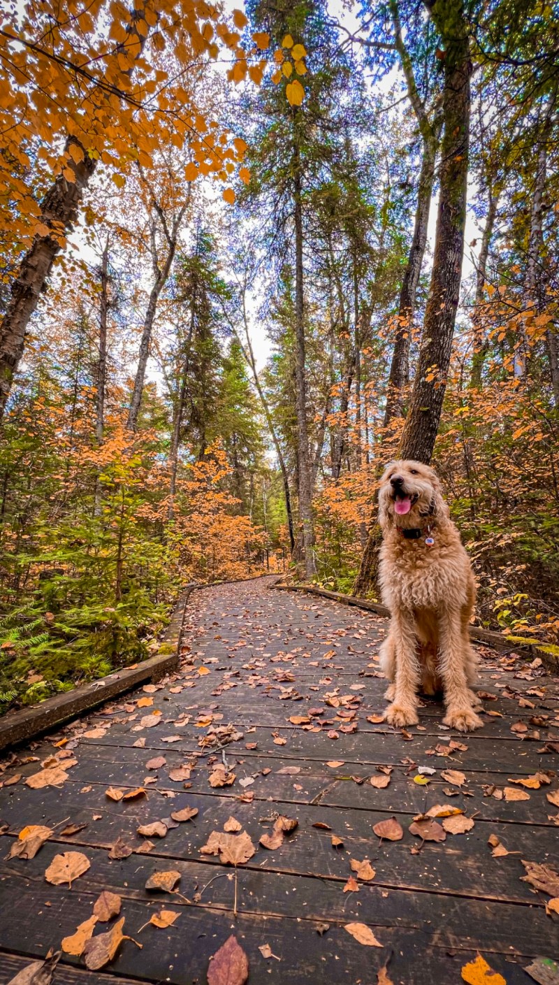 Dog Friendly Hikes With Water Near Me