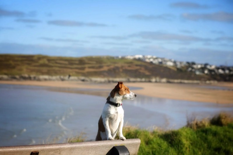 Dog Friendly Holidays Cornwall Near Beach