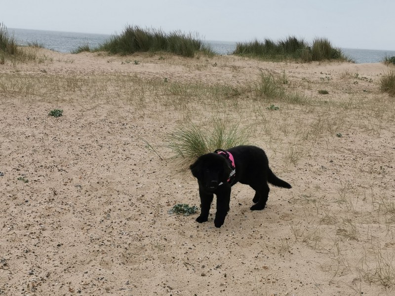 Dog Friendly Holidays Great Yarmouth