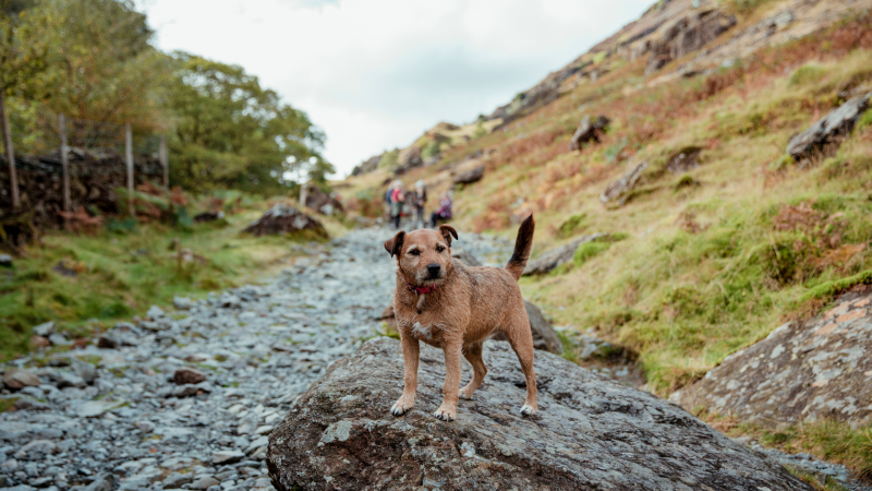 Dog Friendly Holidays Keswick