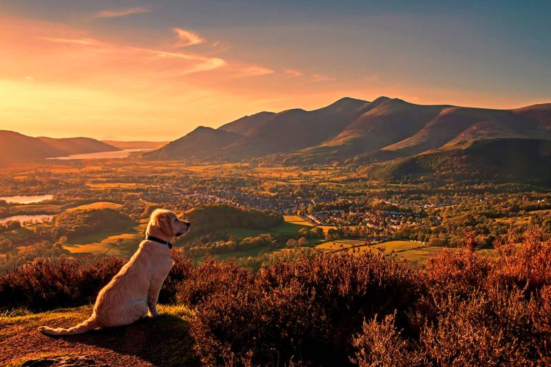 Dog Friendly Hotels In Lake District Cumbria