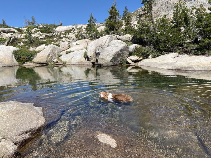 Dog Friendly Lakes Near Me To Swim