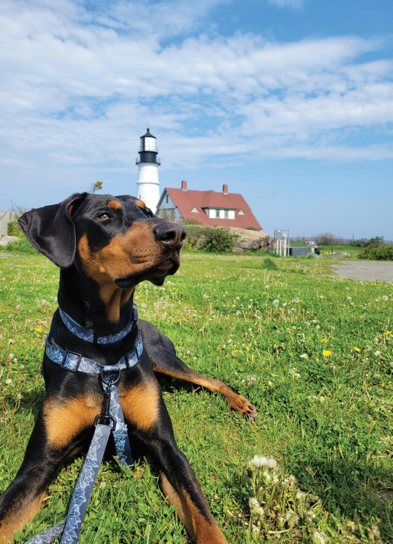 Dog Friendly Lodging Kennebunkport Maine