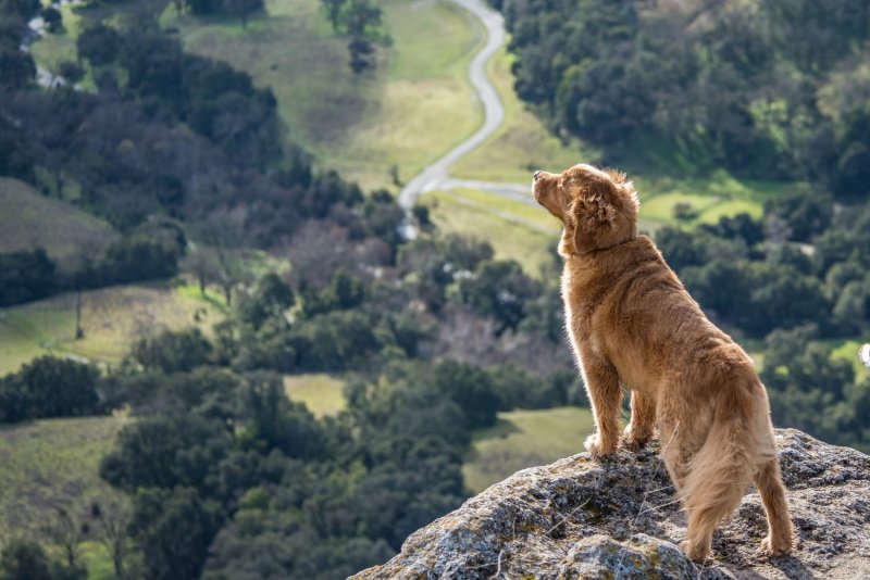 Dog Friendly Lodging Near Eugene Or