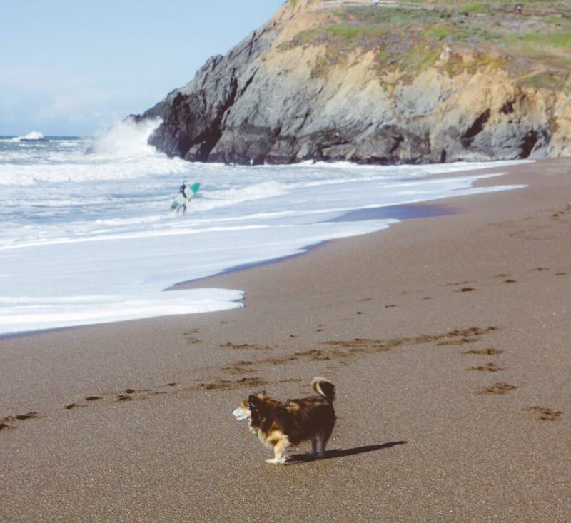 Dog Friendly Lodging Near Jenner Ca