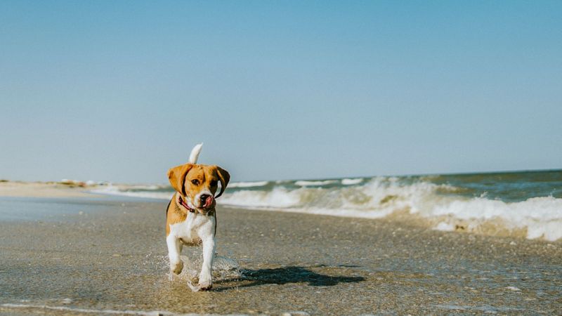 Dog Friendly Places To Stay Cape Cod