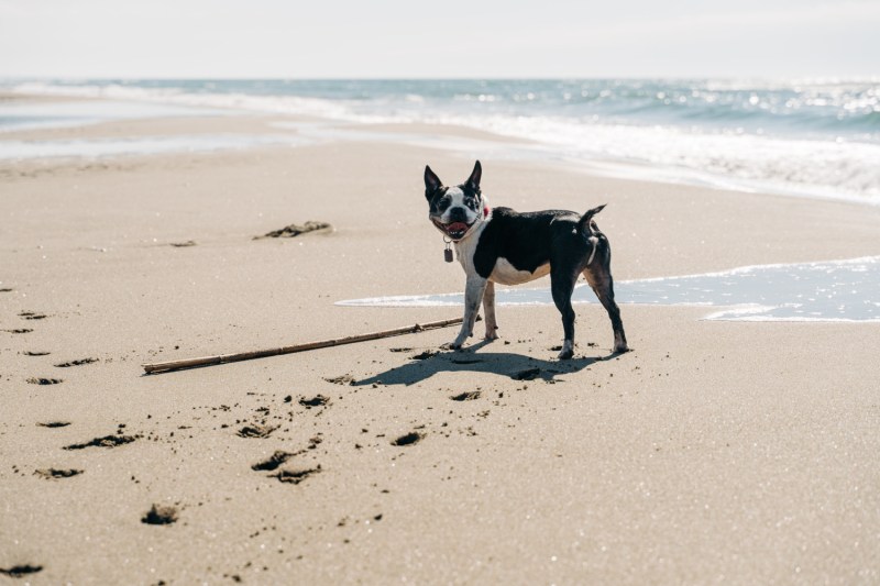 Dog Friendly Places To Swim Near Me