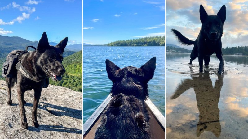 Dog Friendly Places To Vacation Near Me