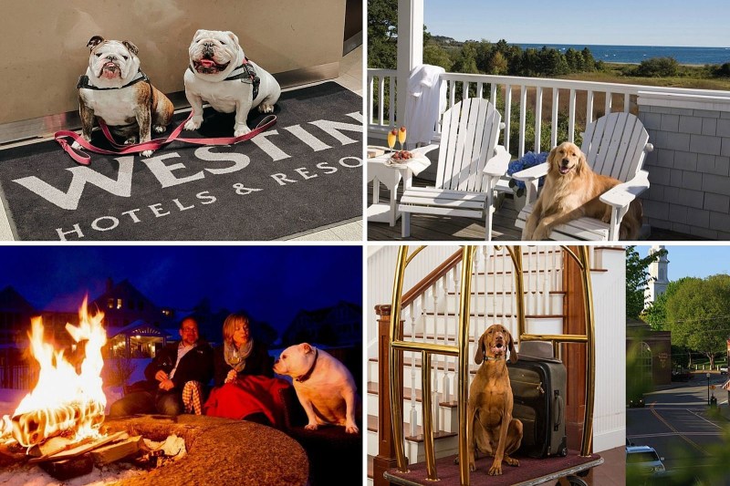 Dog Friendly Resorts Maine