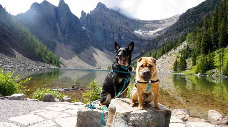 Dog Friendly Travel Guide