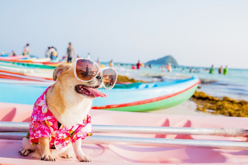 Dog Friendly Vacation Beach