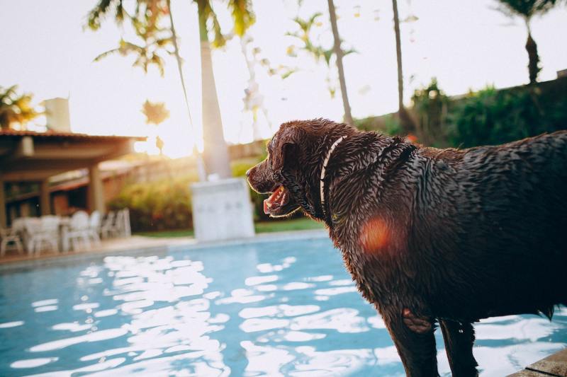 Dog Friendly Vacation Rentals