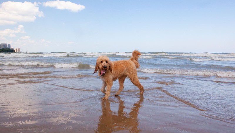 Dog Friendly Vacation Spots East Coast