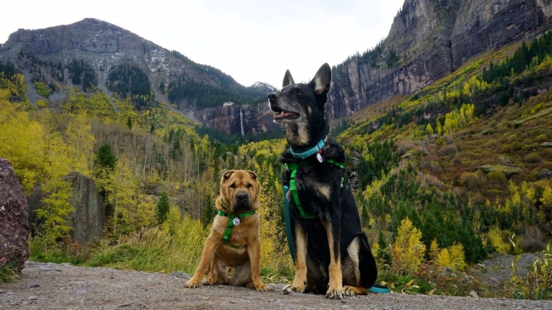 Dog Friendly Vacations In The Midwest