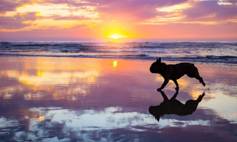 Dog-friendly Vacations In The South