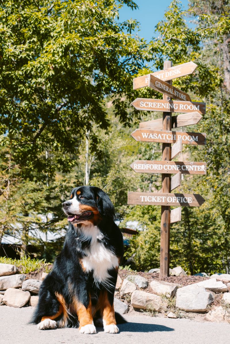 Dog Friendly Vacations In West Virginia