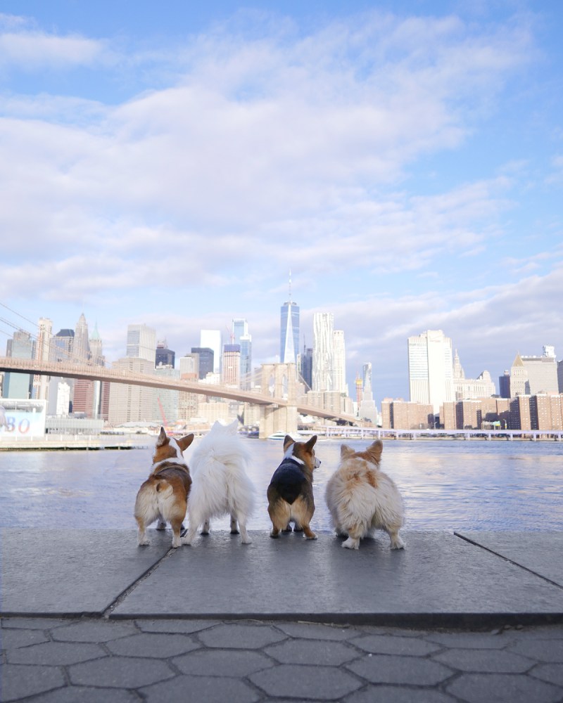 Dog-friendly Vacations Near New York