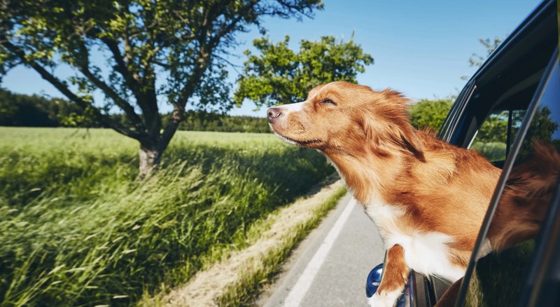 Dog Friendly Vacations Near Nj