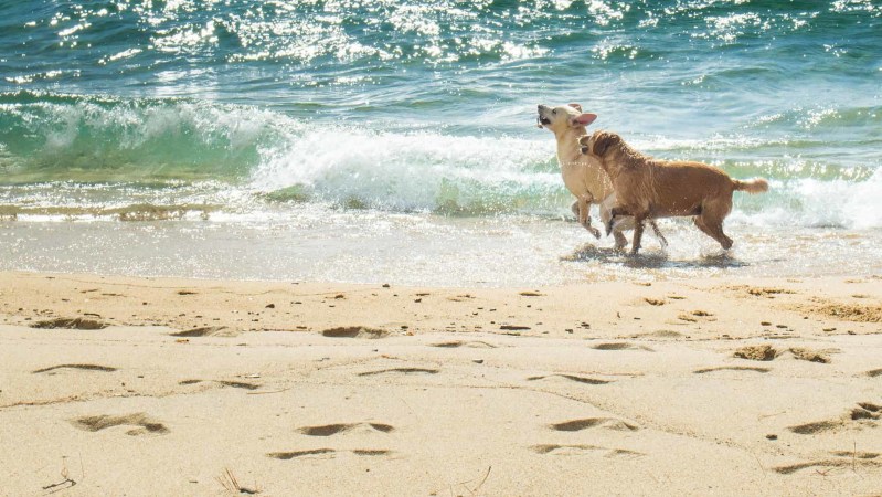 Dog Friendly Vacations Southern California