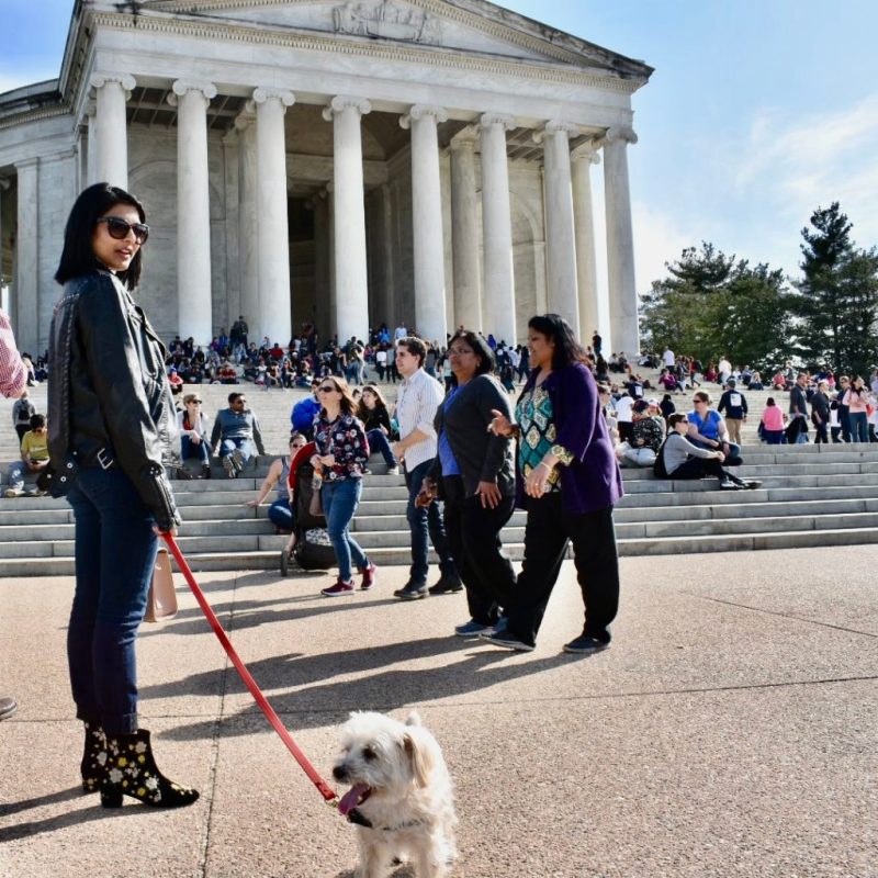 Dog Friendly Washington