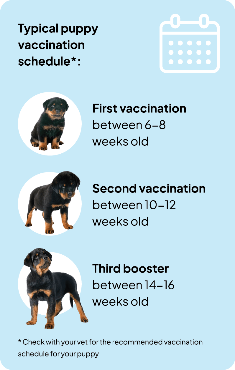 Dog Grooming And Vaccinations Near Me