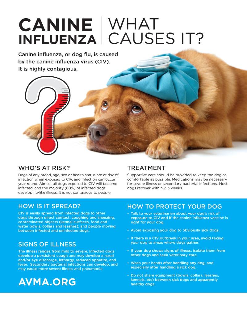 Dog Influenza Vaccine Near Me