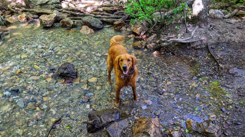 Dog Vacations Near Me