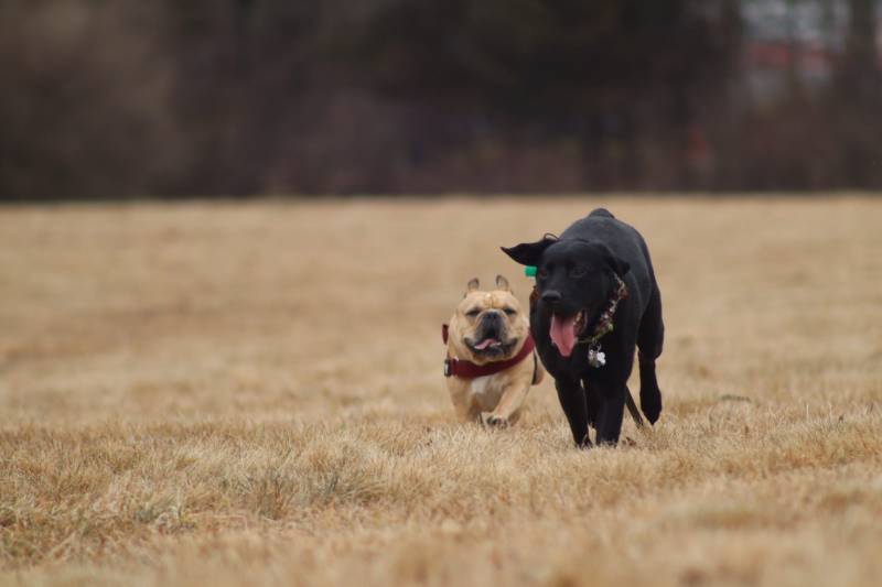 Good Dog Vacations Poconos