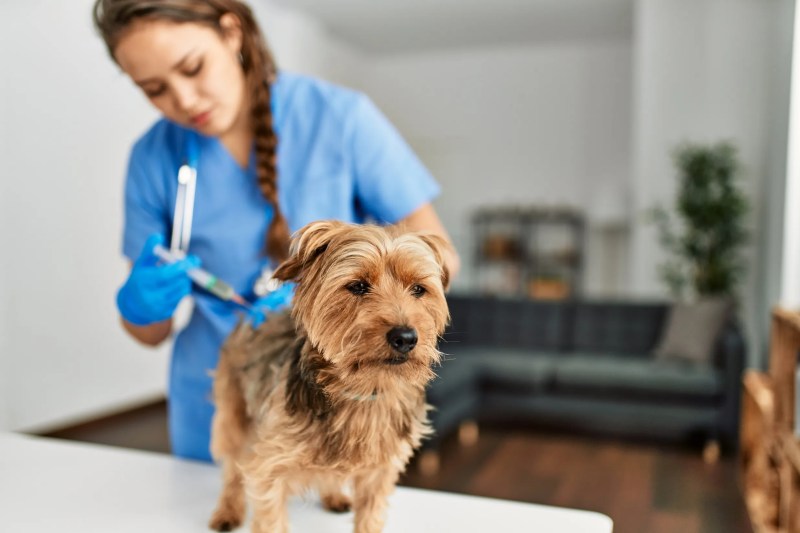 Low Cost Dog Vaccinations Illinois Near Me