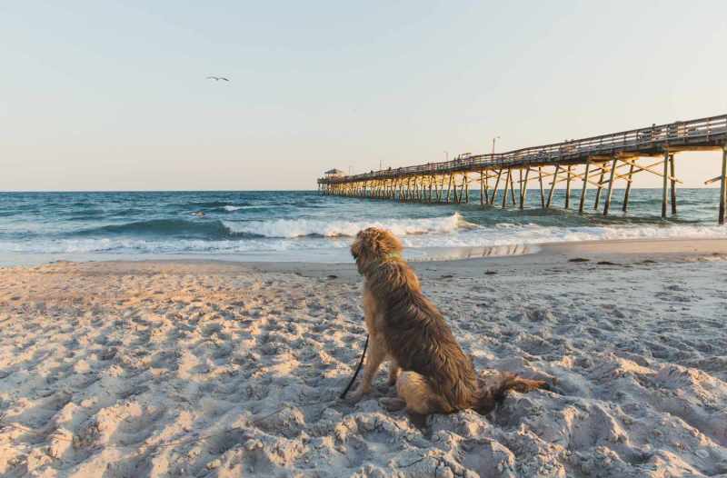 Most Dog Friendly Beaches East Coast