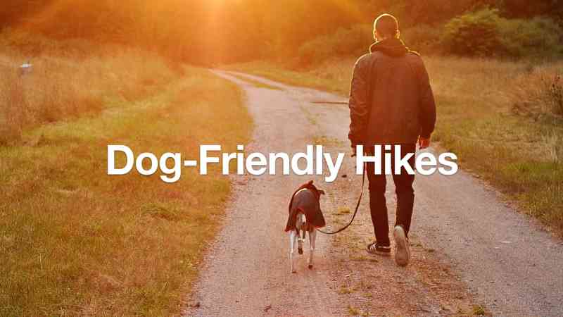 Off Leash Dog Friendly Hikes Near Me