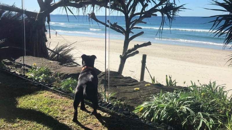 Pet Friendly Resorts Queensland