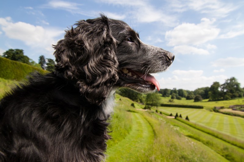 Trips With Dogs Uk