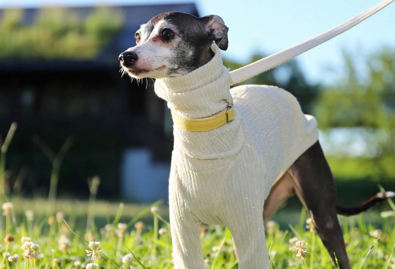 Vacation Dog Leash