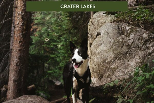 Best Dog Friendly Lakes Near Me