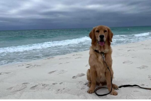 Best Vacations With Dogs East Coast