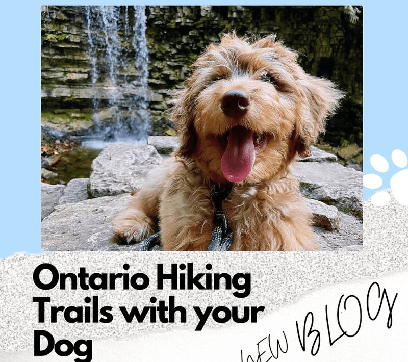 Dog-friendly Day Trips Ontario