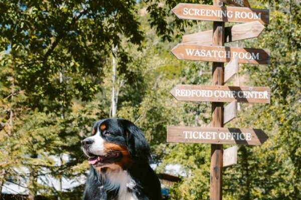 Best Dog Friendly Hotels