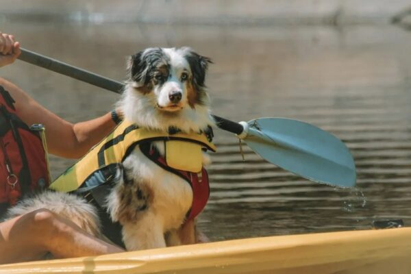 Best Dog-friendly Kayaks